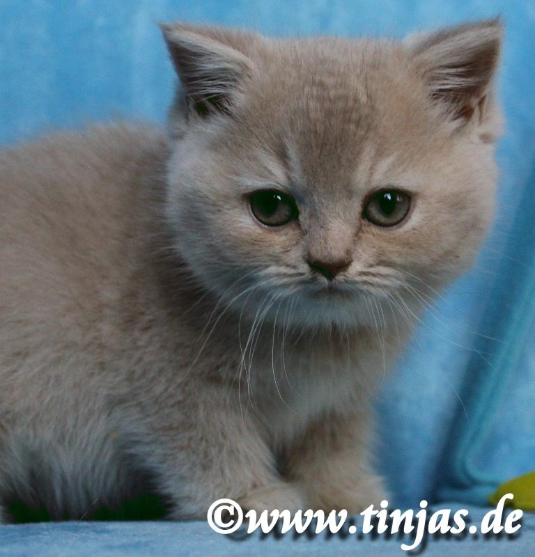 Britisch Kurzhaar Katzenbaby